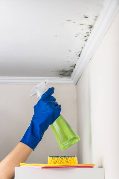 Best White Mold Remediation in Decatur, TN